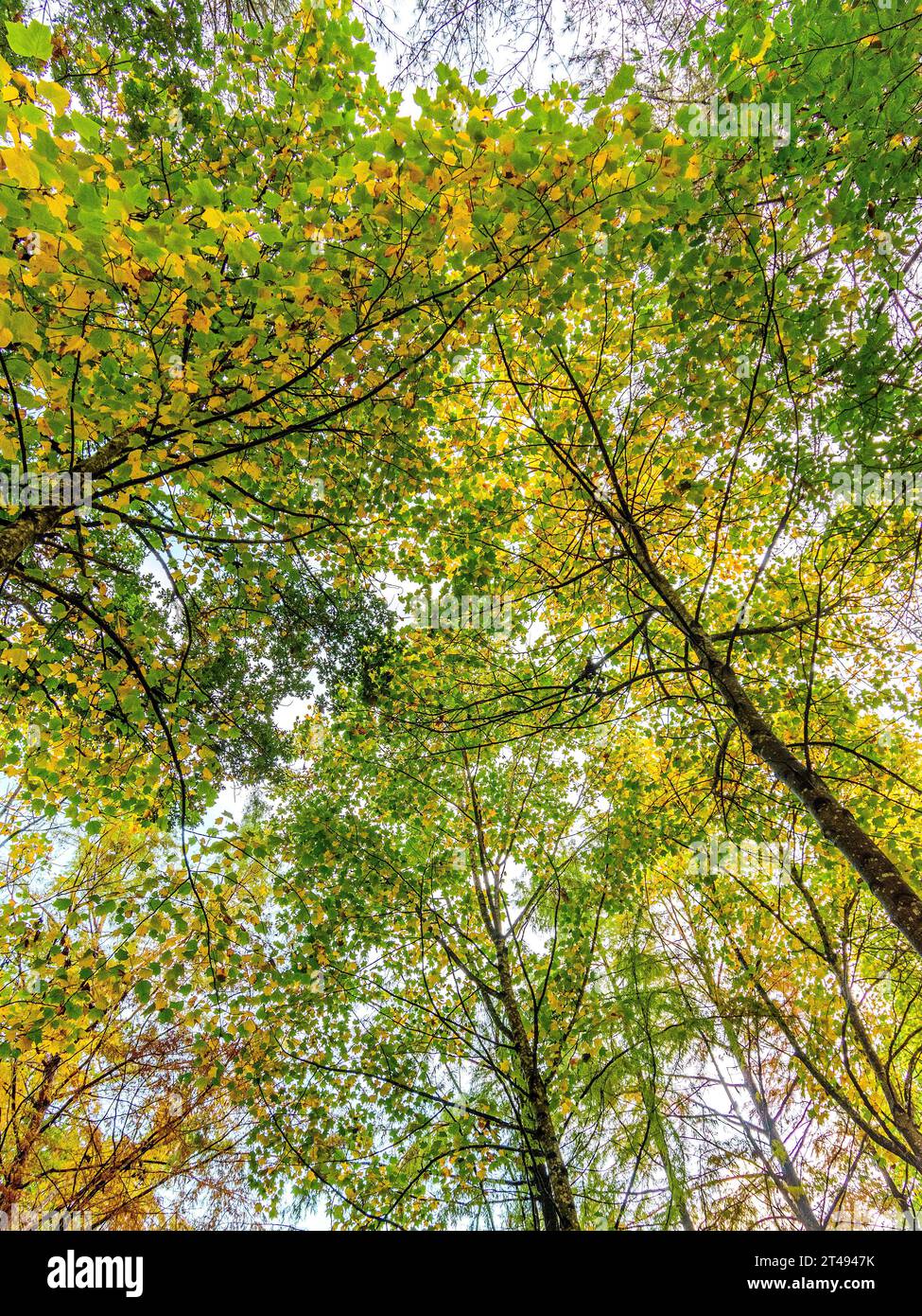 Überdachung von Laubblättern, die im Herbst ihre Farbe ändern - La Ribaloche, Indre-et-Loire (37), Frankreich. Stockfoto