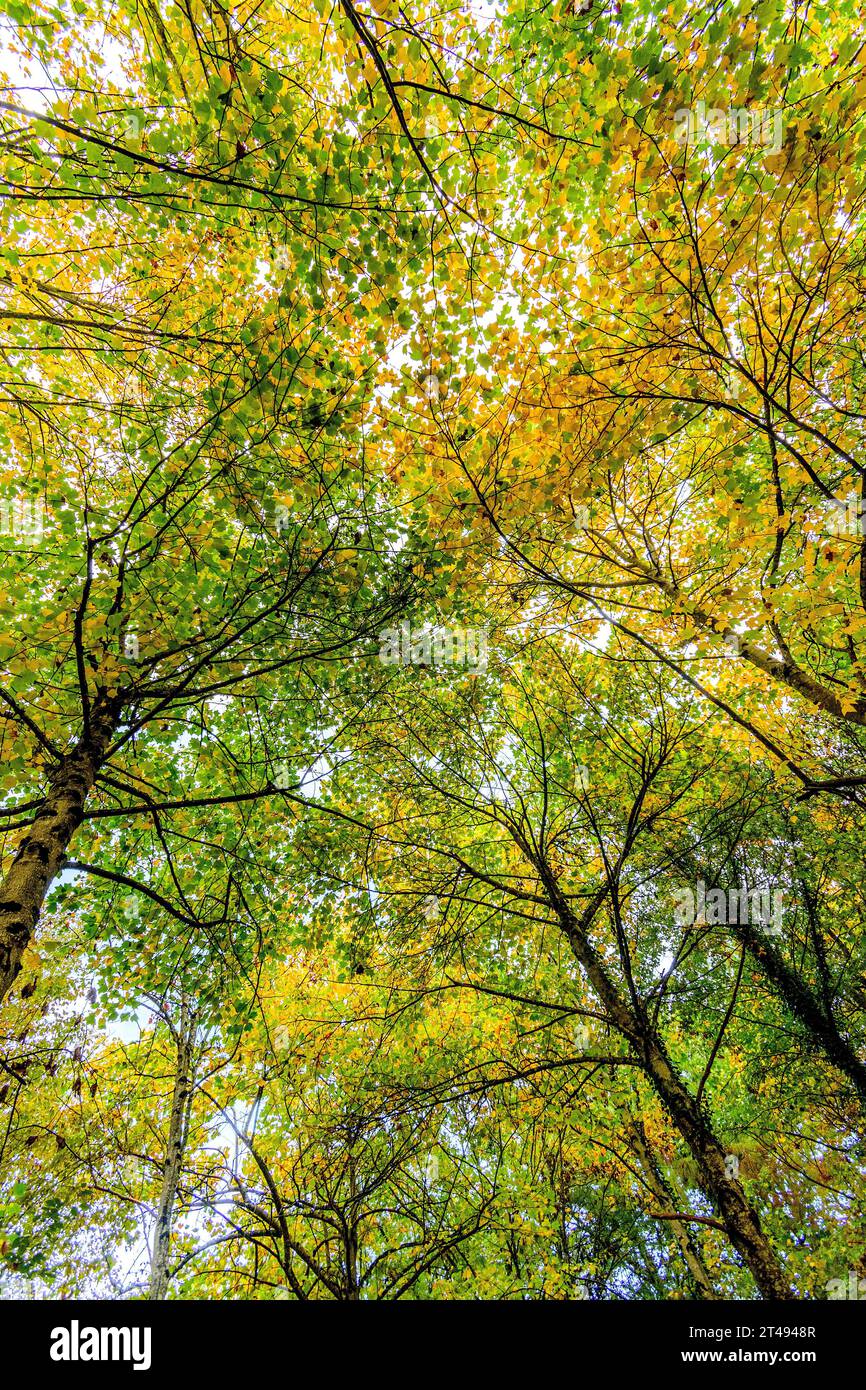 Überdachung von Laubblättern, die im Herbst ihre Farbe ändern - La Ribaloche, Indre-et-Loire (37), Frankreich. Stockfoto