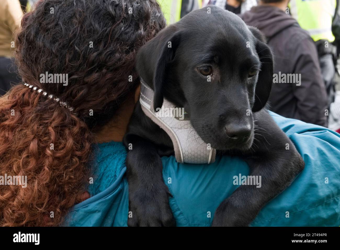 London - 28 Okt 2023 - Hund wird am Ende der Palästinensischen Solidaritätskampagne auf dem Parlamentsplatz von marschern getragen, um einen Waffenstillstand in Gaza zu fordern. Stockfoto