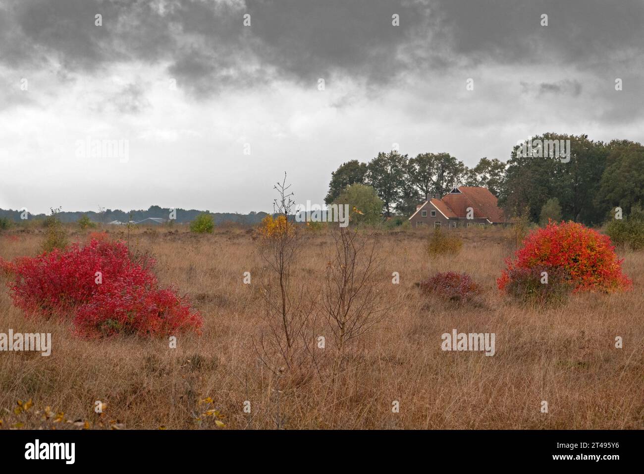 Nördliche Hochbusch-Blaubeersträucher, hellrote Blätter im Herbst, in grasbewachsener Heidefläche, im Hintergrund ein Bauernhof mit roten Dachziegeln Stockfoto