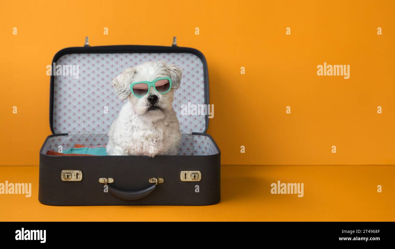 Niedlicher Hund, der in einem Koffer Urlaub macht, orangefarbener Hintergrund mit Copyspace zur Seite Stockfoto