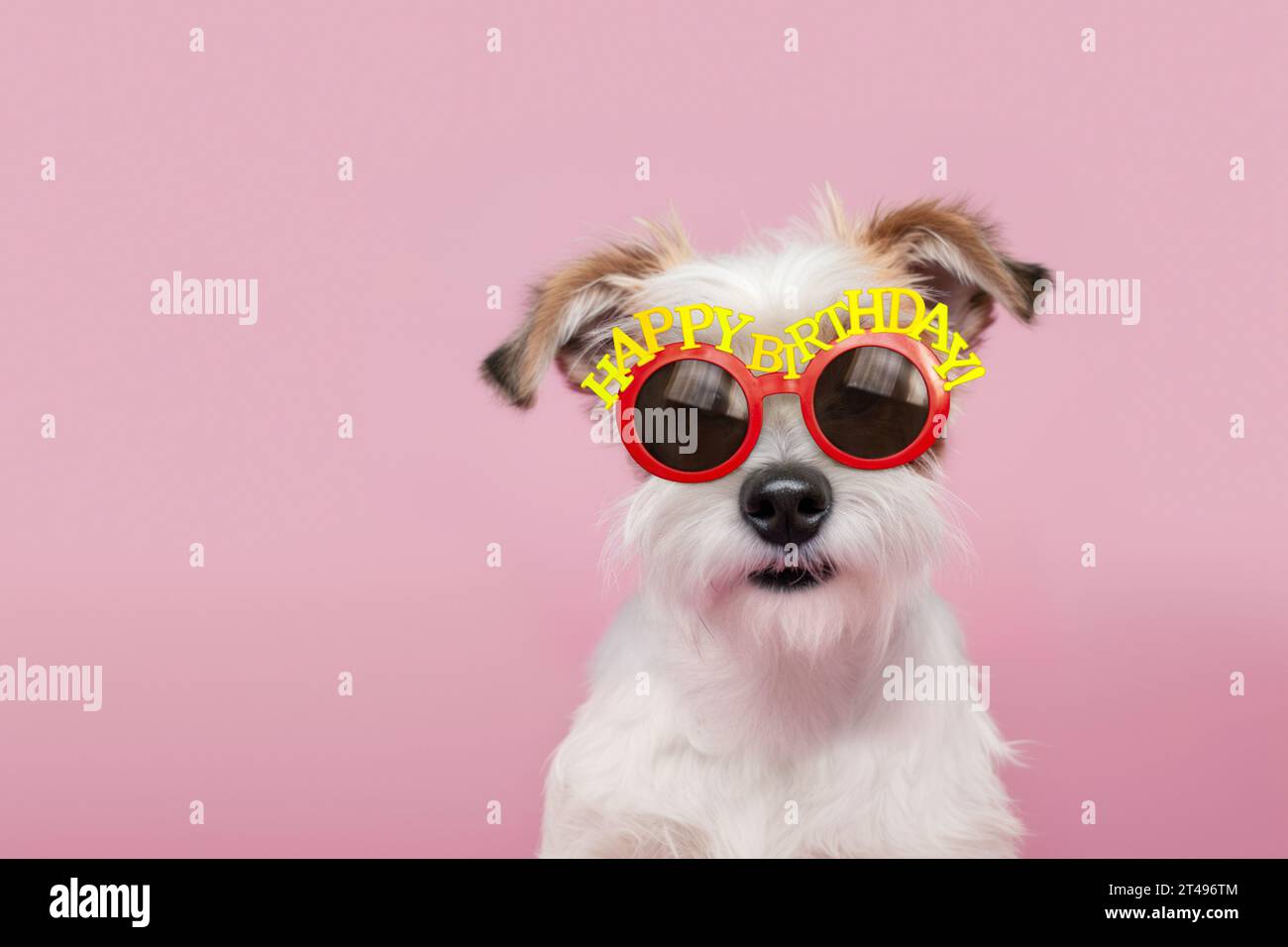 Süßer, dreckiger Hund, der auf einer Geburtstagsfeier eine Geburtstagsbrille trägt Stockfoto