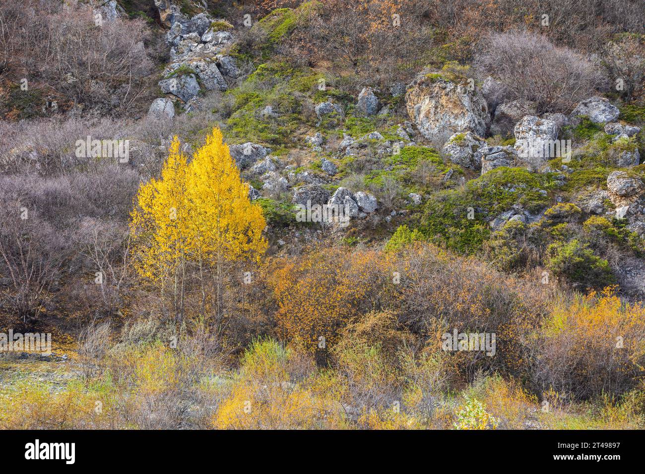 Baum in Herbstfarben in den Bergen Stockfoto