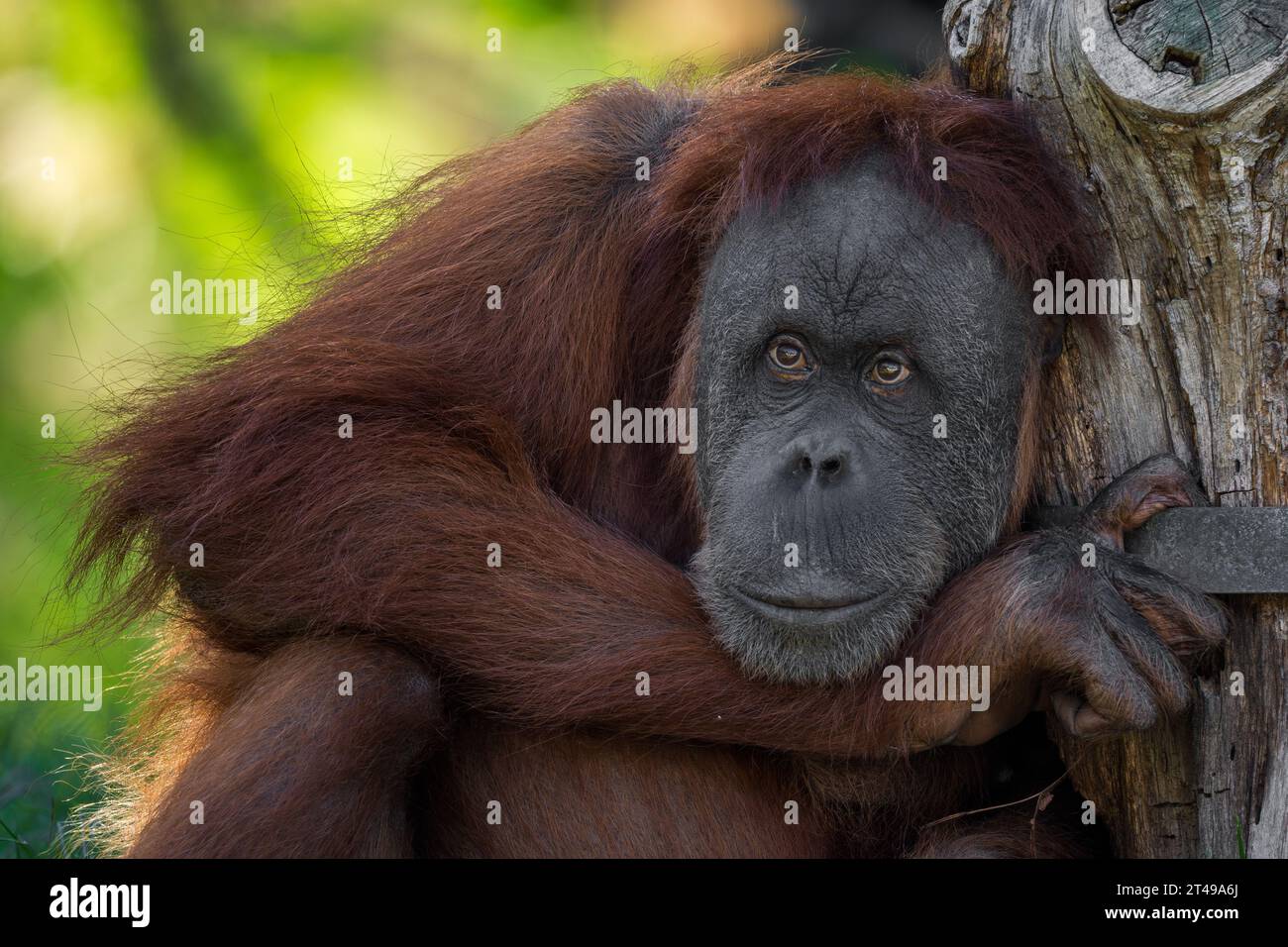 Sumatra Orang-Utan-Pongo abelii, Hominide Primaten Wälder von Sumatra, Indonesien. Stockfoto