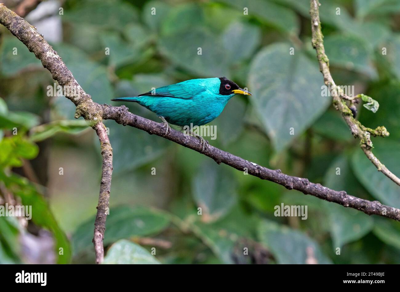 Kleiner tropischer Vogel Grüner Honigkriecher (Chlorophanes spiza), Mindo Cloud Forest, Ecuador. Stockfoto