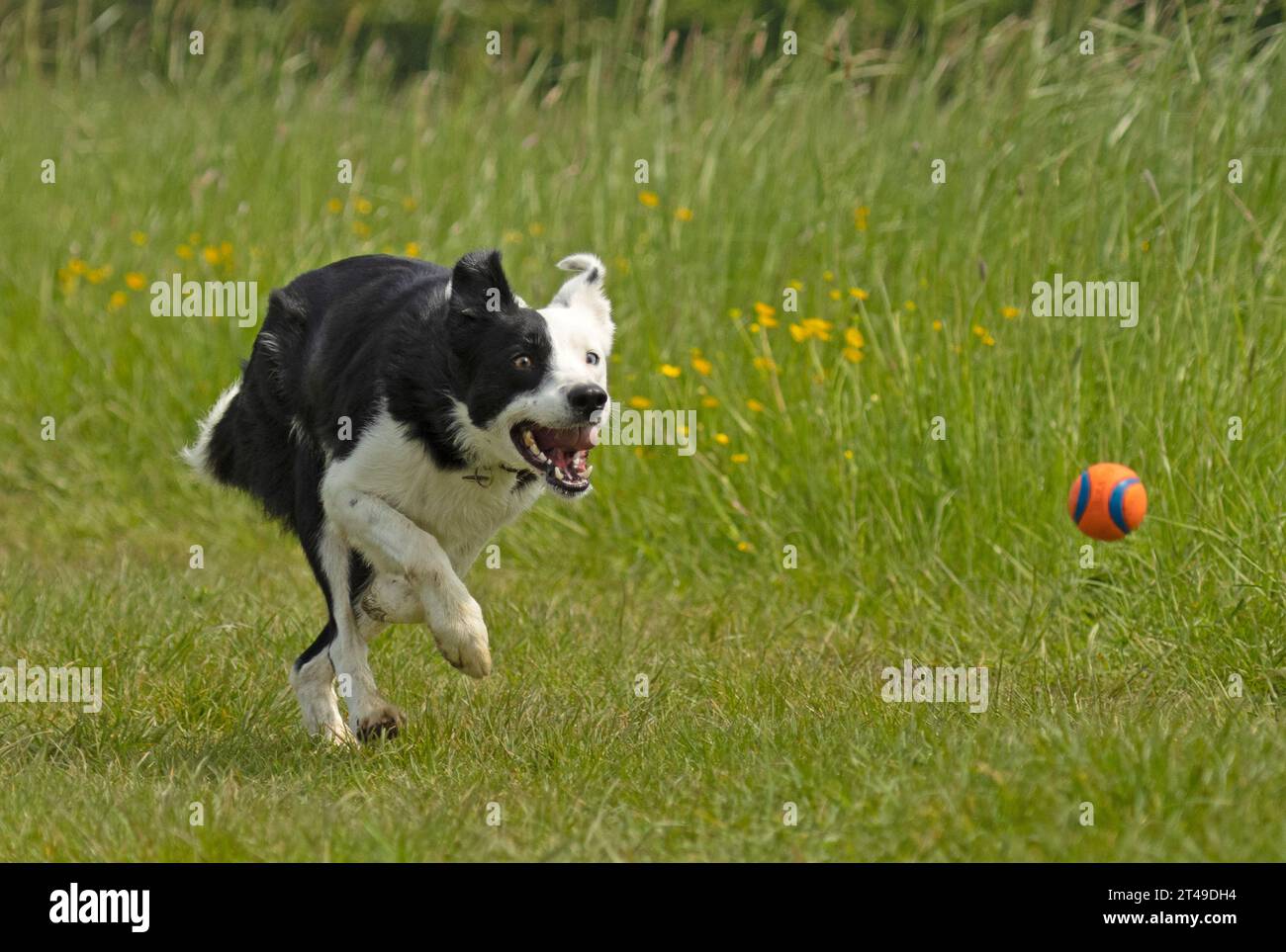 Border Collie jagt einen Ball Stockfoto