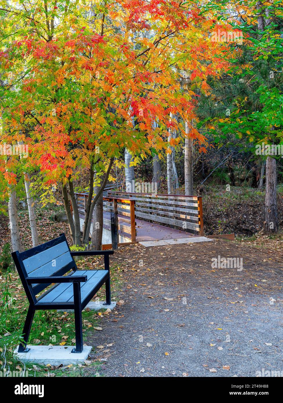 Herbstfarben entlang eines Weges in einem Stadtpark in Boise Stockfoto
