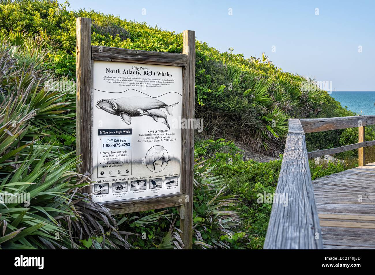 Informationsschild entlang des öffentlichen Strandzugangs in Ponte Vedra Beach, Florida, über nordatlantische Rechtwale. (USA) Stockfoto