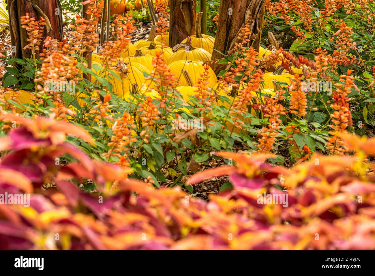 Farbenfrohe Herbstgartenschau mit leuchtend gelben Kürbissen im Atlanta Botanical Garden in Midtown Atlanta, Georgia. (USA) Stockfoto
