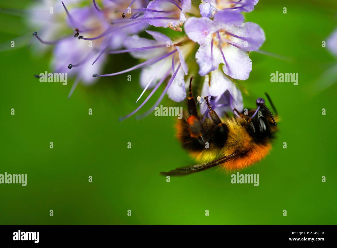 Gewöhnliche carda-Biene sammelt Pollen und Nektar von Blüten Stockfoto