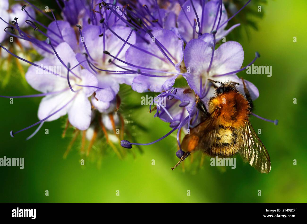 Gewöhnliche carda-Biene sammelt Pollen und Nektar von Blüten Stockfoto