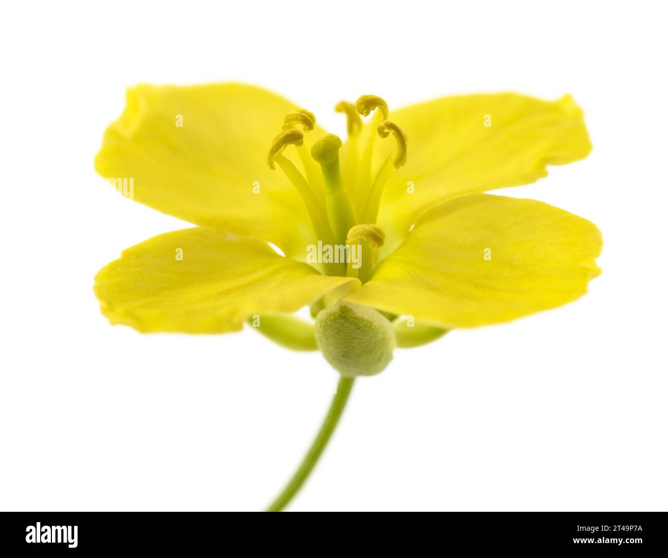 Frische Rucola flower Isolated On White Stockfoto