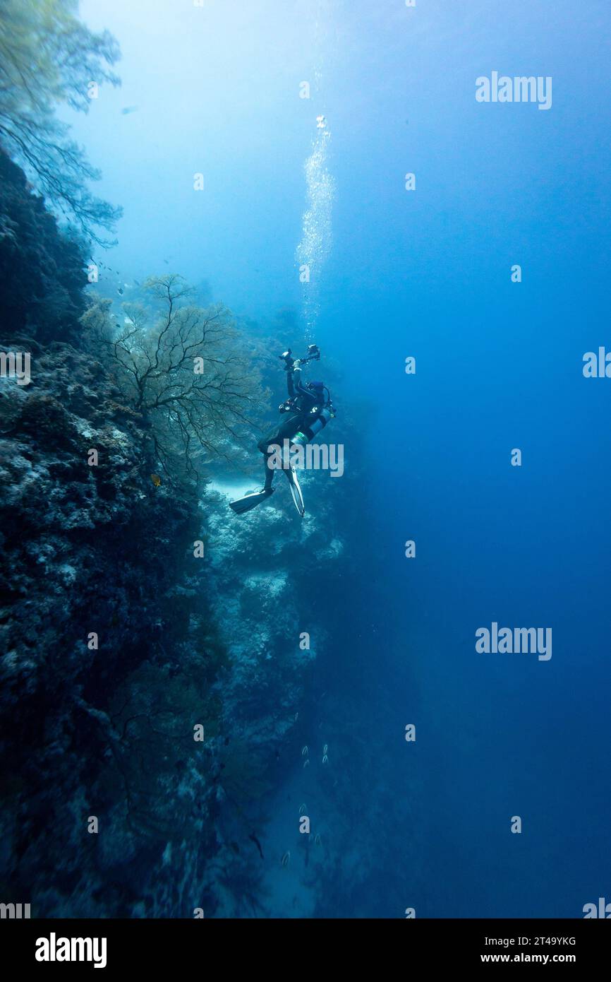 Der Unterwasserfotograf fängt einen riesigen Meeresfan ein, während er eine Korallenriffwand im tropischen blauen Wasser taucht Stockfoto