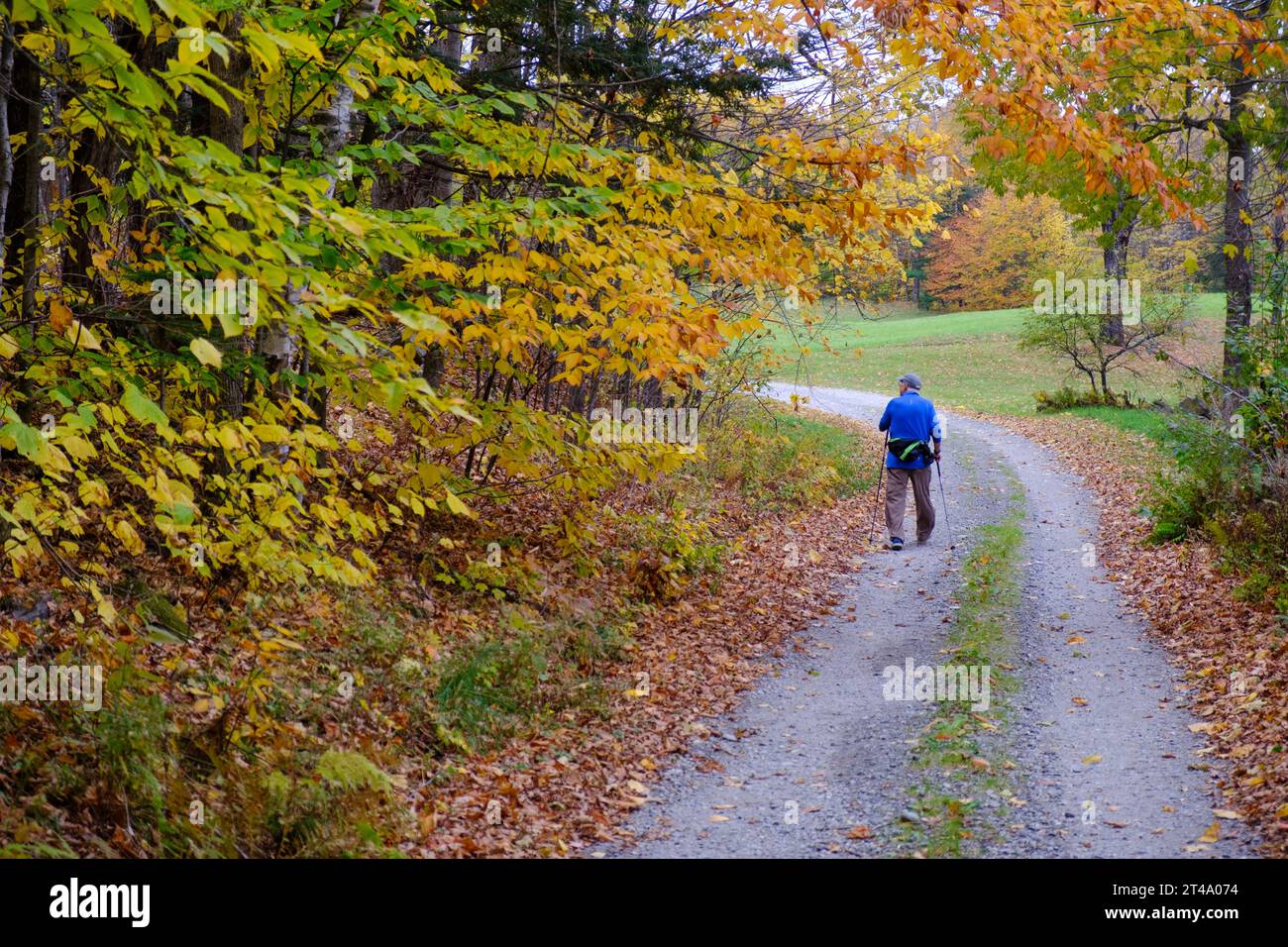 Eine ältere Person läuft entlang einer Landstraße in Vermont in der Nähe von farbenfrohen Herbstlaub mit Skistöcken, um mit ihnen zu spazieren. Stockfoto