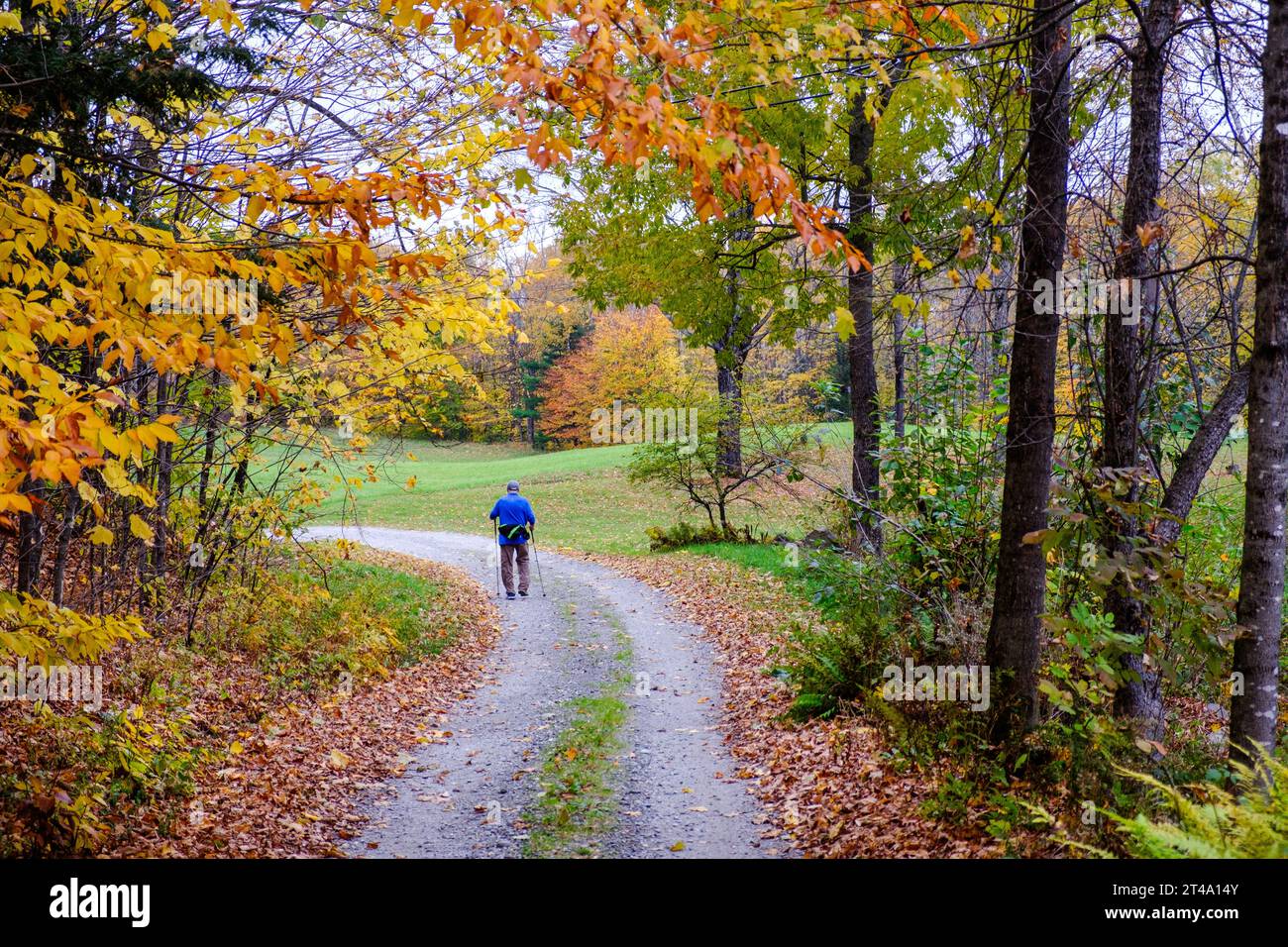 Eine ältere Person läuft entlang einer Landstraße in Vermont in der Nähe von farbenfrohen Herbstlaub mit Skistöcken, um mit ihnen zu spazieren. Stockfoto