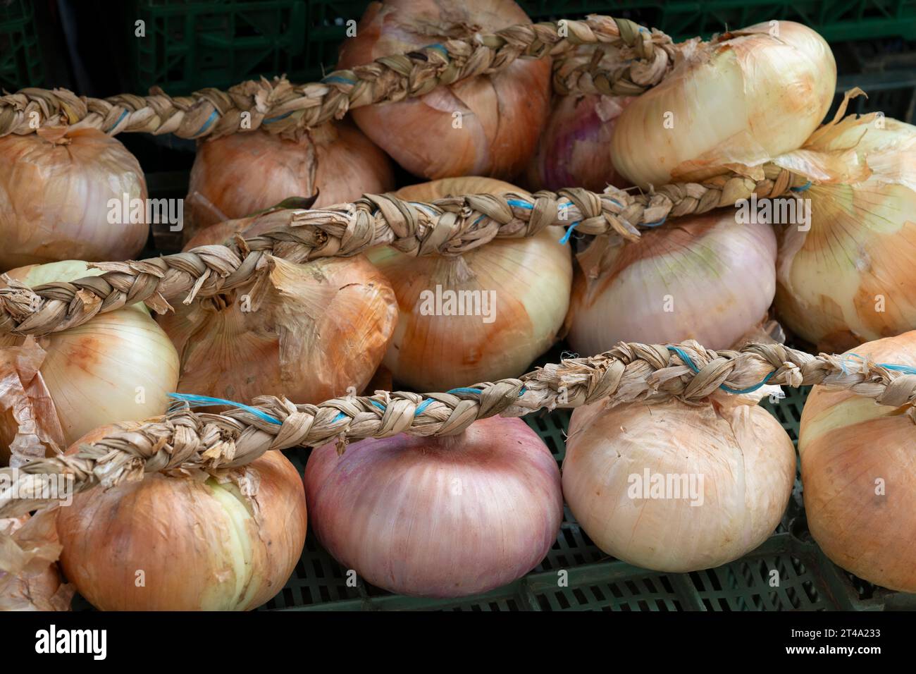 Zwiebeln auf geflochtenen Seilen zum Verkauf auf dem Wochenmarkt am Dienstag entlang der Avenida de Ponferrada in Astorga, Leon, Spanien. Stockfoto