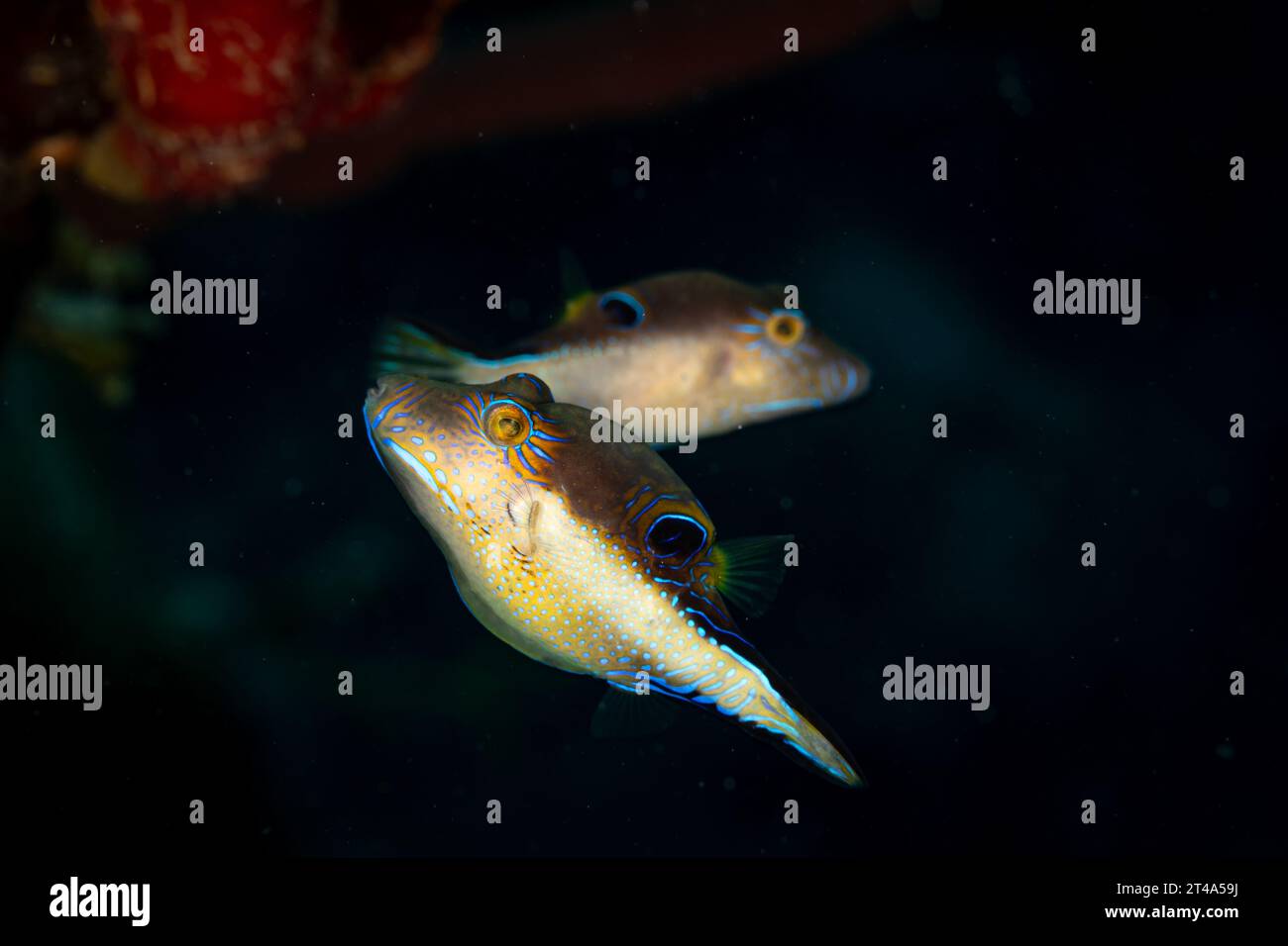 Jungfische, Canthigaster solandri, versteckt sich beim Schwimmen in der Nähe von Weichkorallen Stockfoto