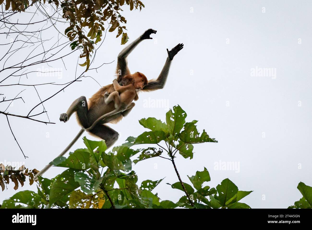 Das Baby klammert sich an die Mutter des Nasalis larvatus, während sie im Regenwald von Borneo von Baum zu Baum springt Stockfoto