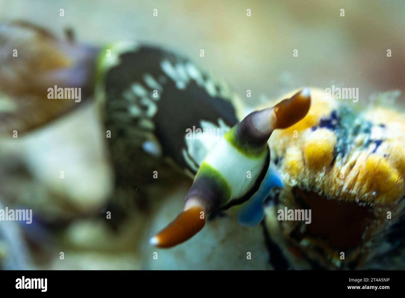 Nahaufnahme detailliertes Makrobild der bunten Nacktschnecke Nudibranchia, die durch Korallen kriecht Stockfoto