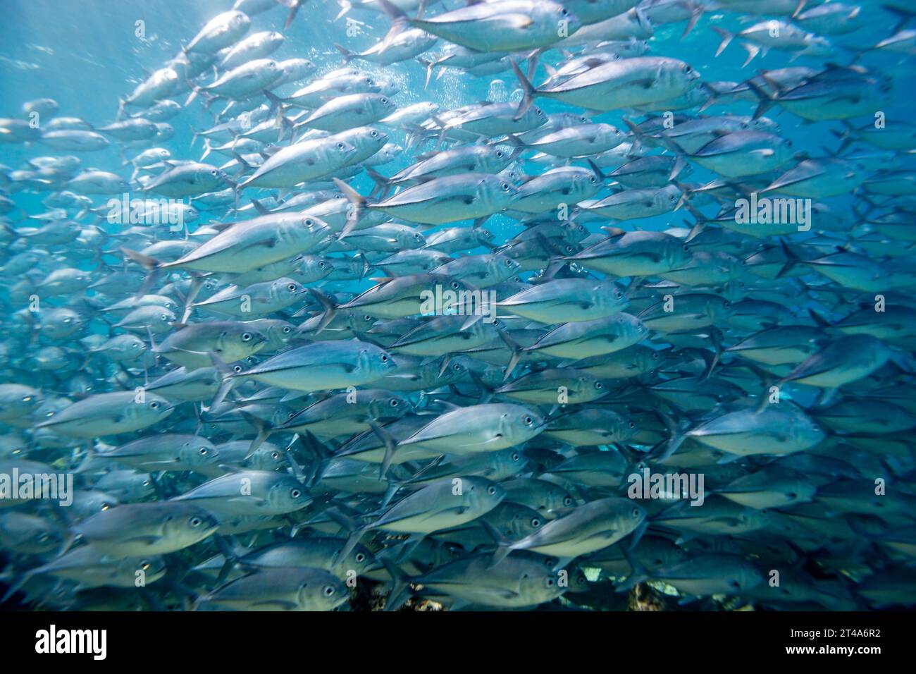 Nahaufnahme der Schule von Silberbarschen, die im blauen tropischen Wasser schwimmen Stockfoto