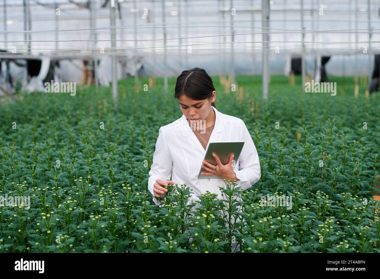 Junge Wissenschaftlerin mit Tablette, die hohe grüne Blütenkeimlinge betrachtet und ihre Eigenschaften während der Agraringenieurforschung untersucht Stockfoto