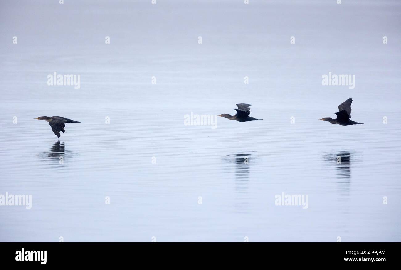 Drei Doppelhauchkormorane fliegen tief über Wasser Stockfoto