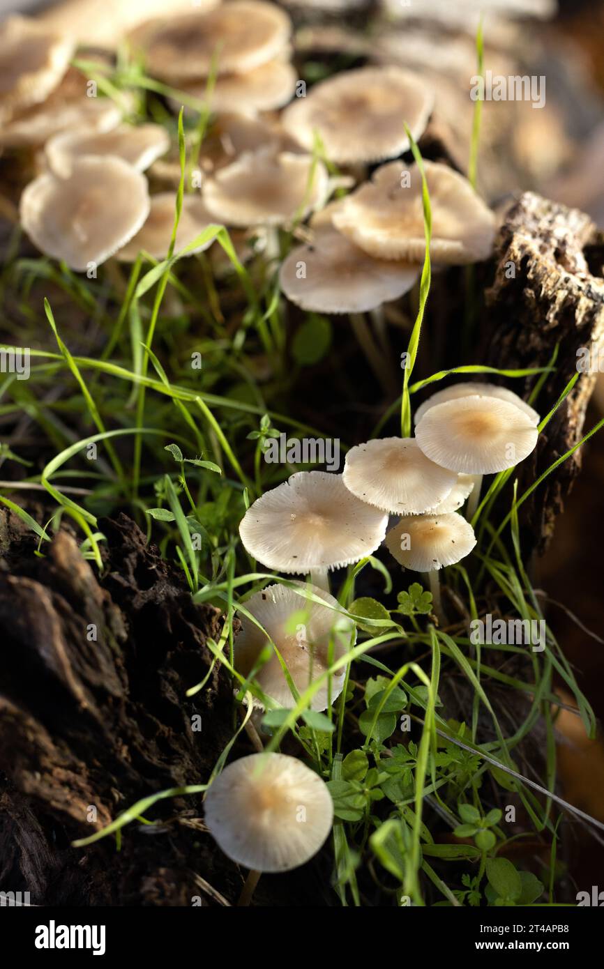 Mycena galericulata Pilze. Stockfoto