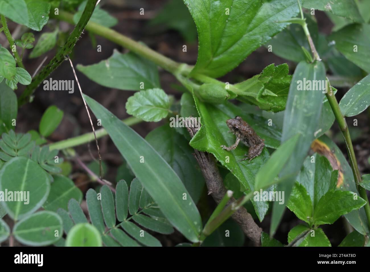 Ein winziger brauner Babyfrosch sitzt auf der Oberfläche eines Singapur-Gänseblümchenblattes. Dieser Frosch gehört höchstwahrscheinlich zu den langbeinigen Cricketfroscharten, die das können Stockfoto
