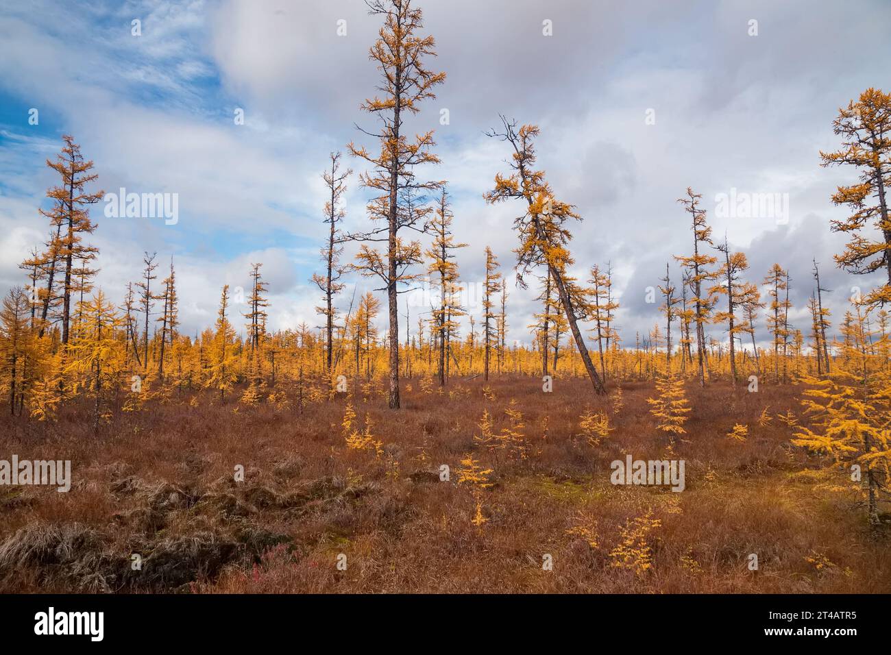 Waldtundra im Herbst in Süd-Jakutien, Russland Stockfoto