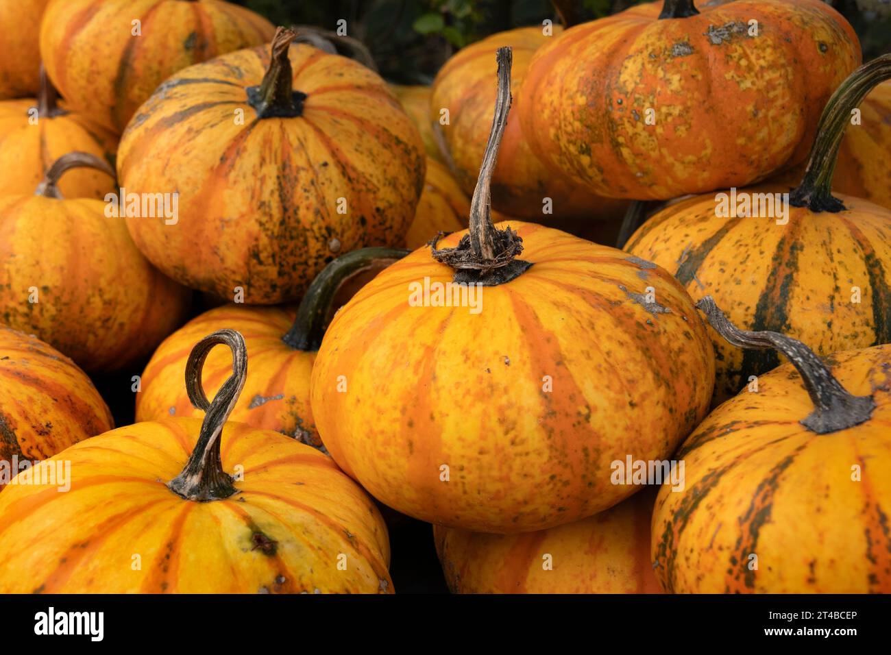 Sammlung von frisch gepflückten Kürbissen im Freien Nahaufnahme als Hintergrund Stockfoto