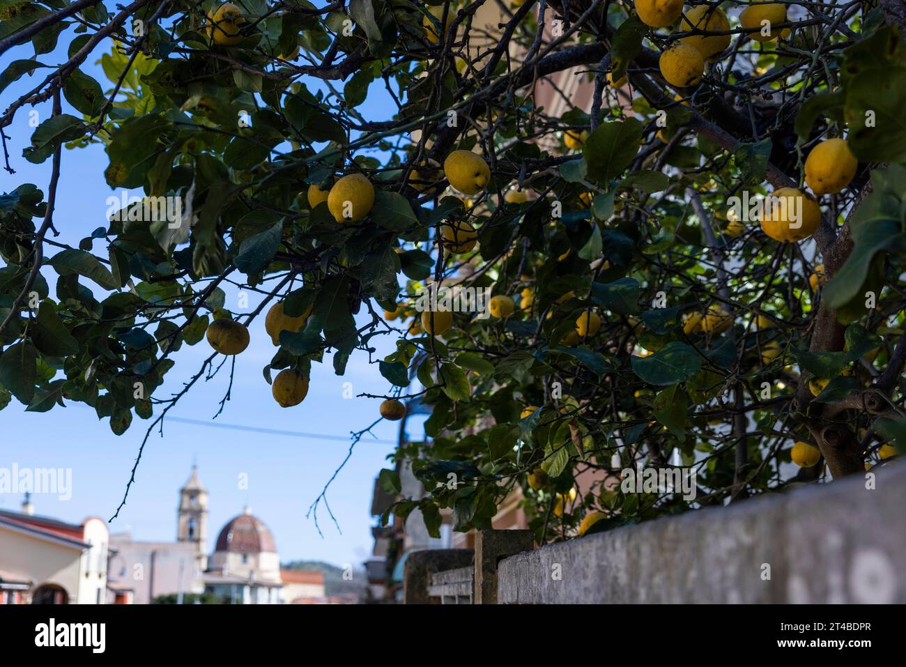 Zitronenbaum mit Reifen Zitronen in einem Vorgarten in der Stadt, Bari Sardo, Ogliastra, Sardinien, Italien Stockfoto