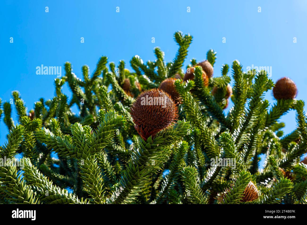 Schöne Schlangenkiefer oder Affenbaum mit Kegel (Araucaria araucana) an einem sonnigen Sommertag gegen blauen klaren Himmel in Lugano, Tessin, Schweiz Stockfoto