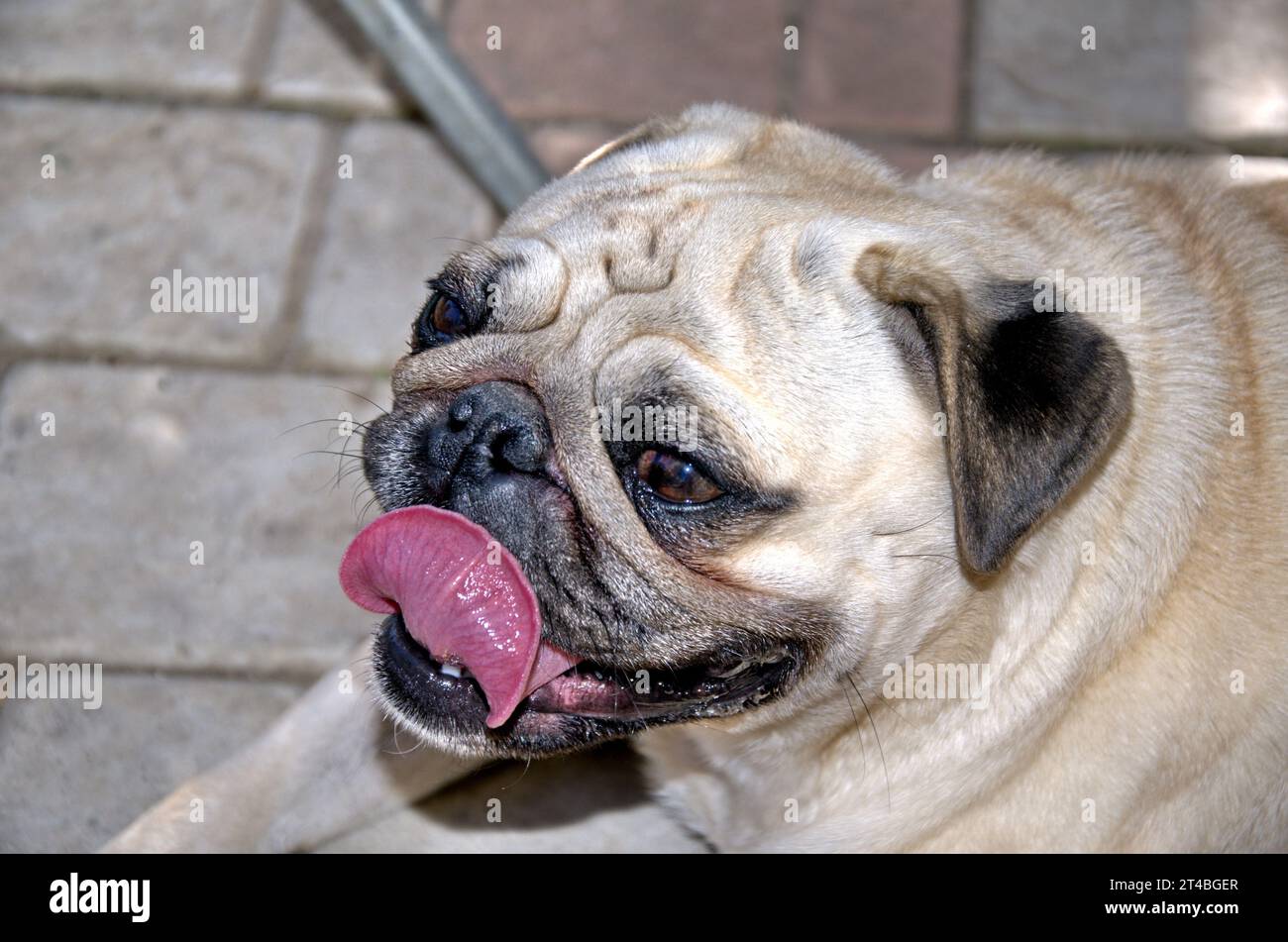 Ausdrucksstarkes Mops Gesicht, Sommer, Sonnenlicht Stockfoto