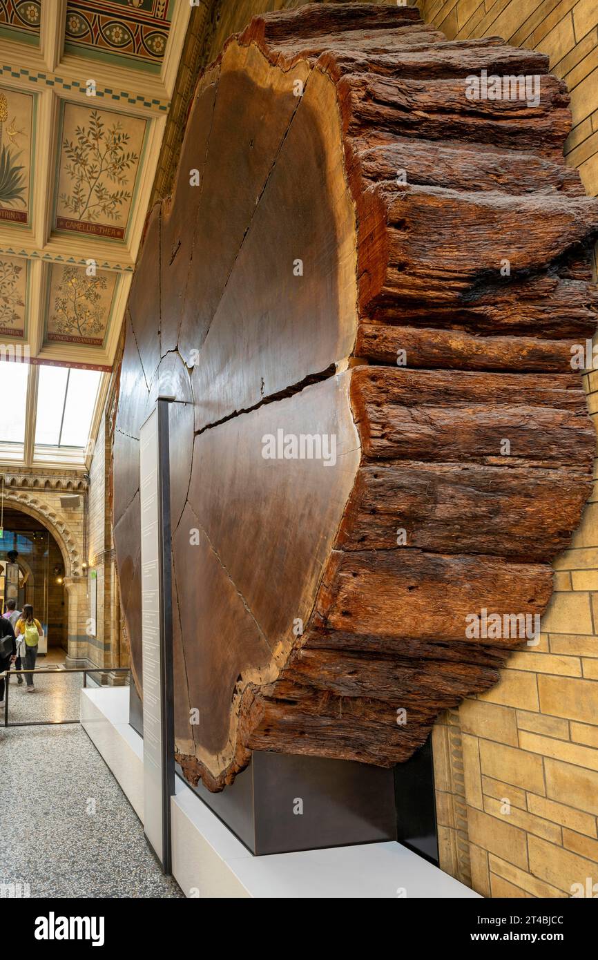 Querschnitt (Sequoiadendron giganteum) durch 1300 Jahre alte Sequoia, Natural History Museum oder Natural History Museum, Kensington, London Stockfoto