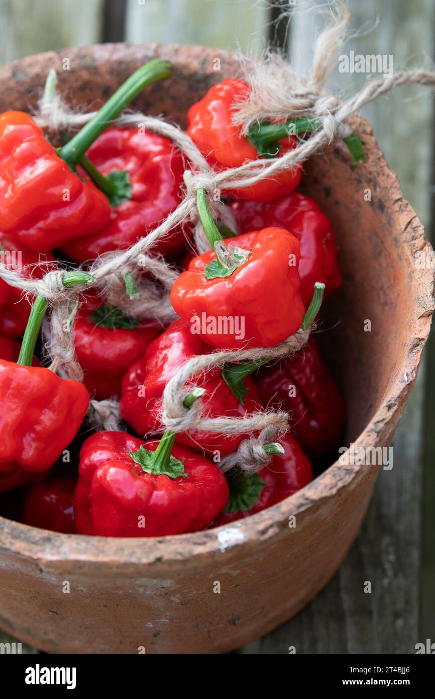 Capsicum chinense. Scotch Bonnet Chilis mit Garn in einem Blumentopf zusammengebunden. UK Stockfoto