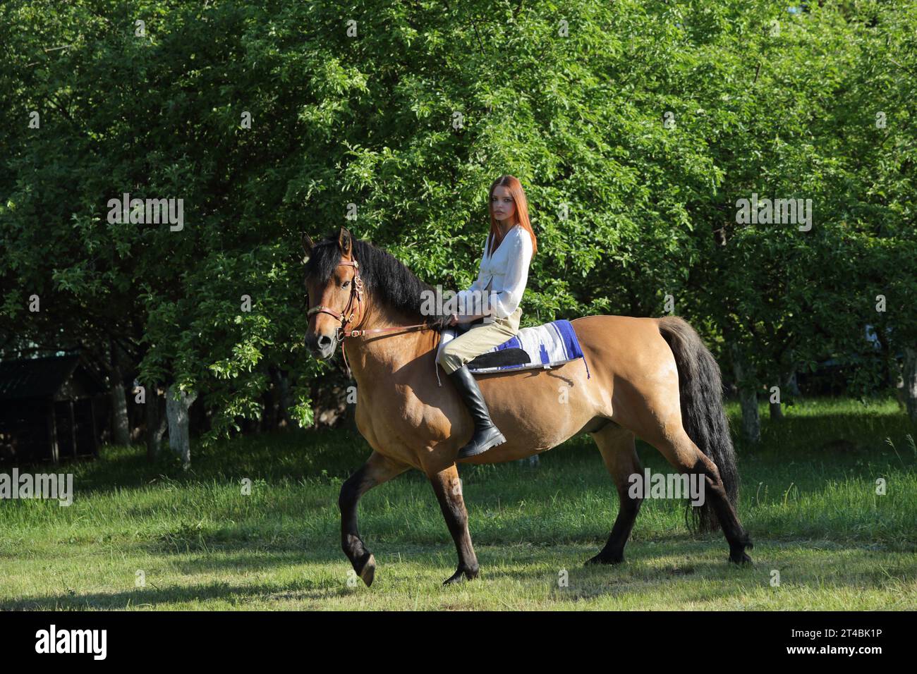 Pferdemodell-Mädchen reitet im Sommerpark zu Pferd Stockfoto
