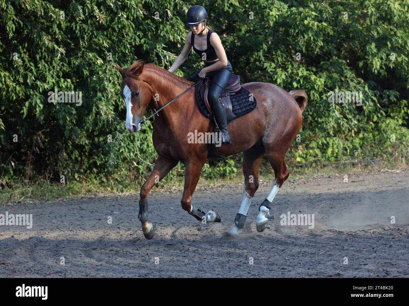 Pferdemodellmädchen reitet sportliches Dressurpferd in herbstlicher Natur Stockfoto
