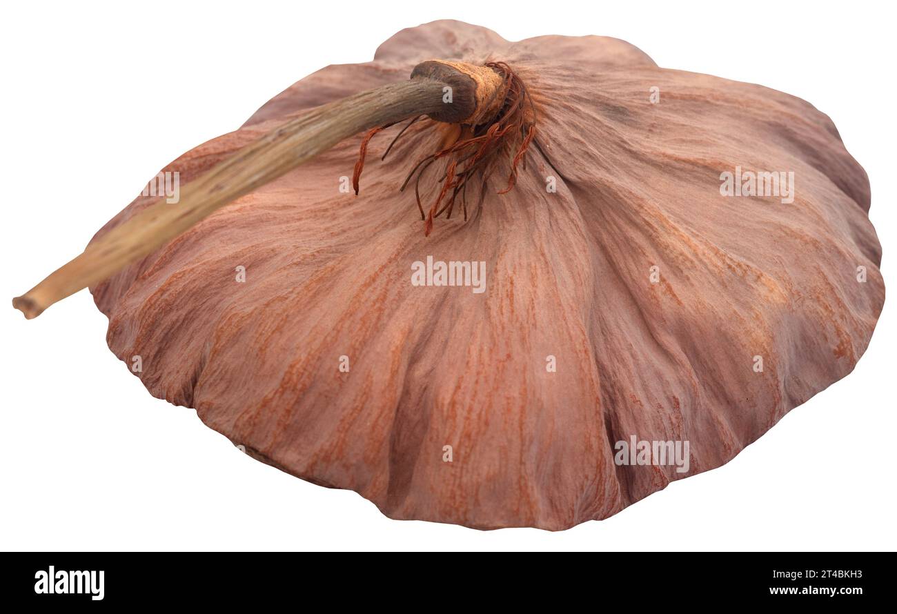 Lotus-Samenkapsel-Nahaufnahme und isoliert Stockfoto