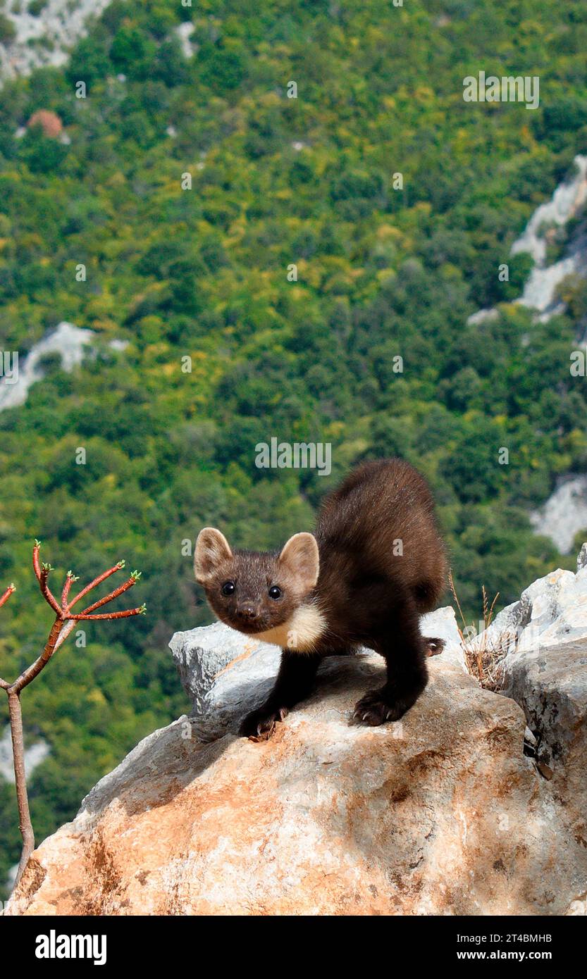 Europäischer Kiefernmarder, Monte Tiscali, Sardinien Stockfoto