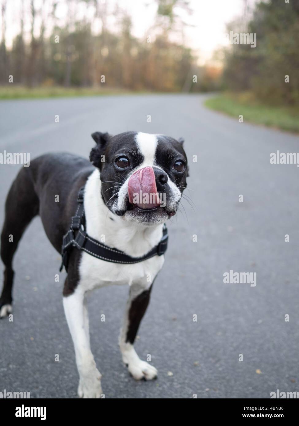 Ein schwarz-weißer Boston Terrier auf einer Landstraße spazieren gehen. Stockfoto