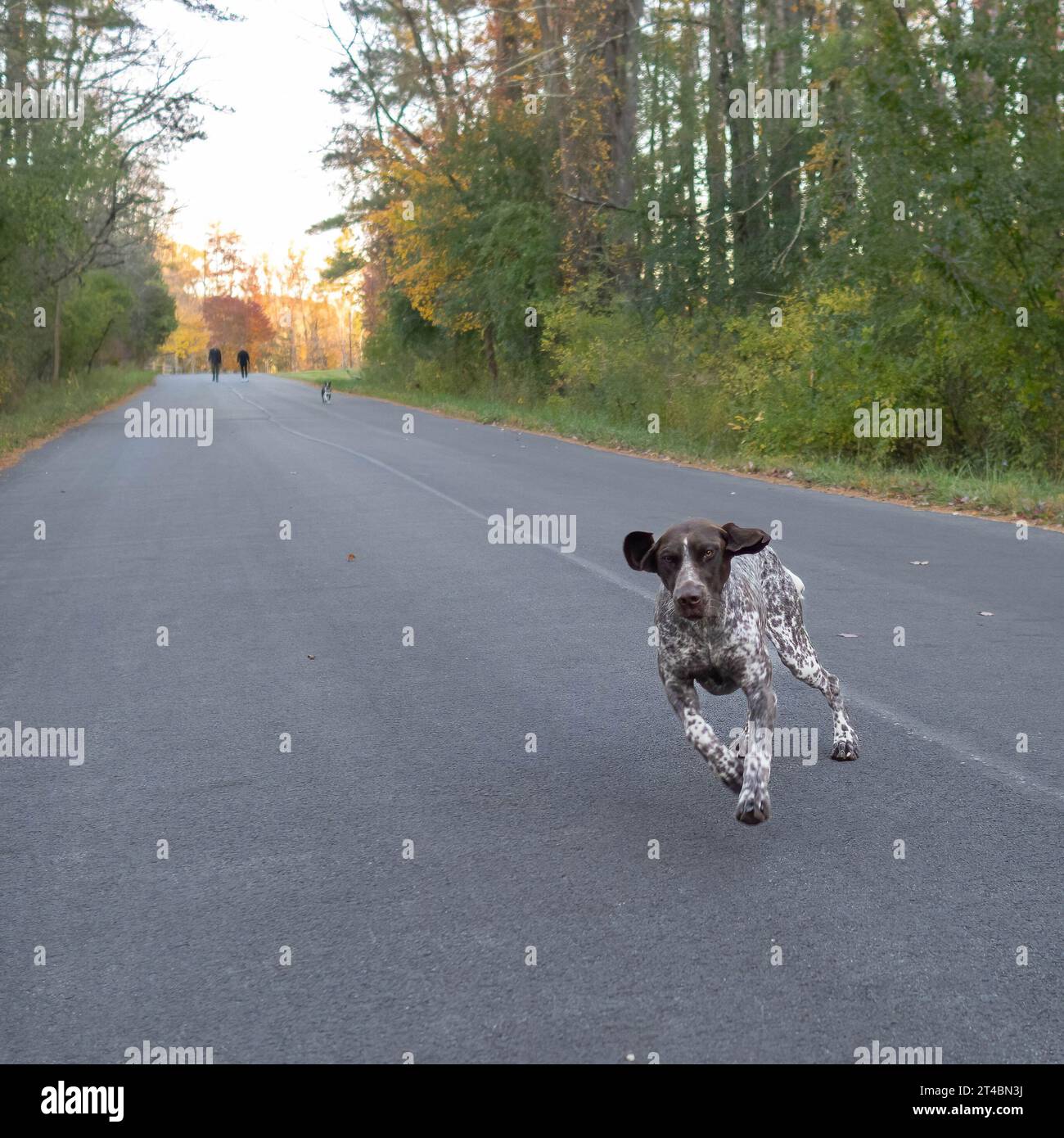 Kurzhaarzeiger, der auf einer Landstraße läuft Stockfoto