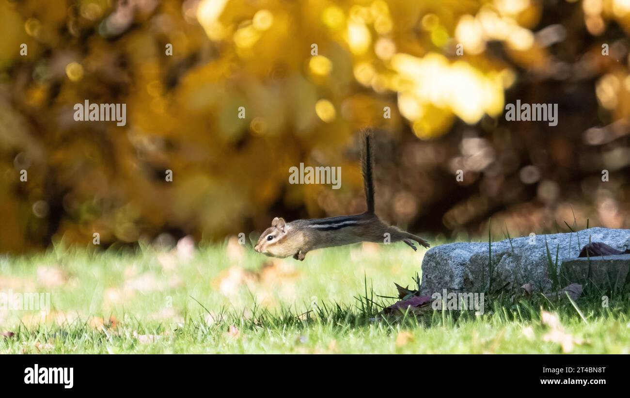 Ein Streifenhörnchen, dessen Wangen mit Samen gefüllt sind, springt von einem Stein Stockfoto