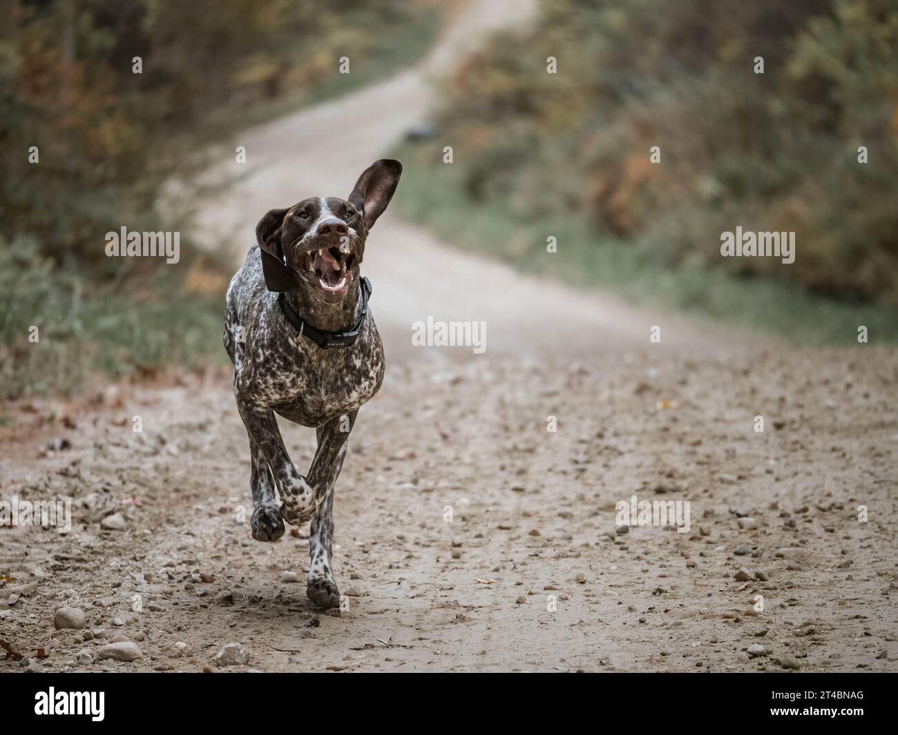 Brauner und weißer kurzhaariger Zeiger, der auf einer Landstraße läuft Stockfoto