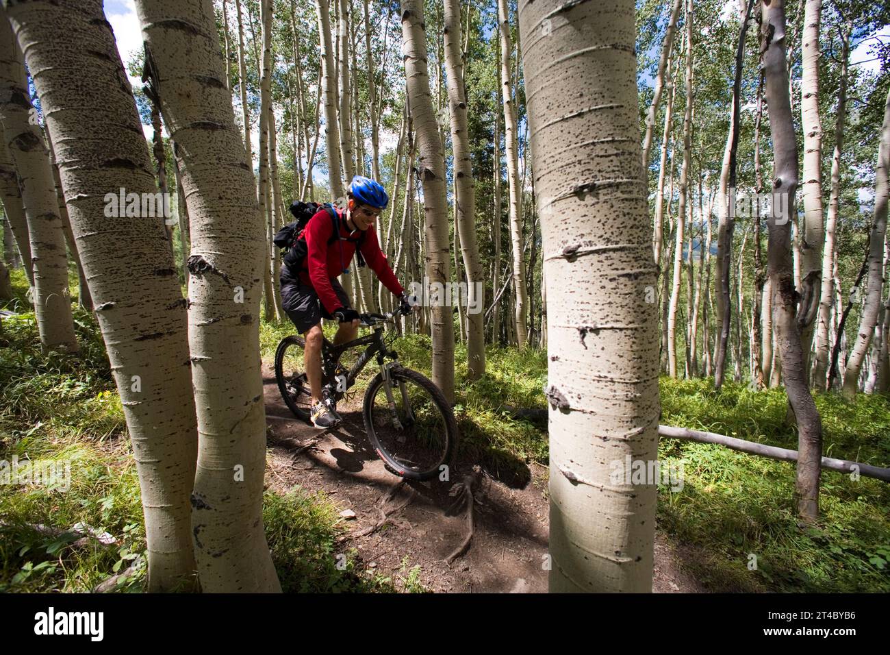 Mountainbiker fahren durch Wald Aspen, Colorado Stockfoto
