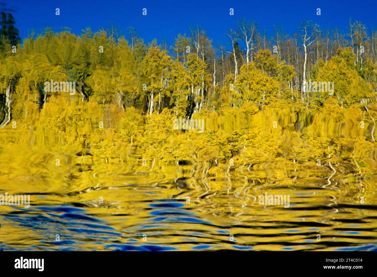 Reflexion der Espe Bäume in Bilk Creek in der Nähe von Telluride, Colorado USA Stockfoto
