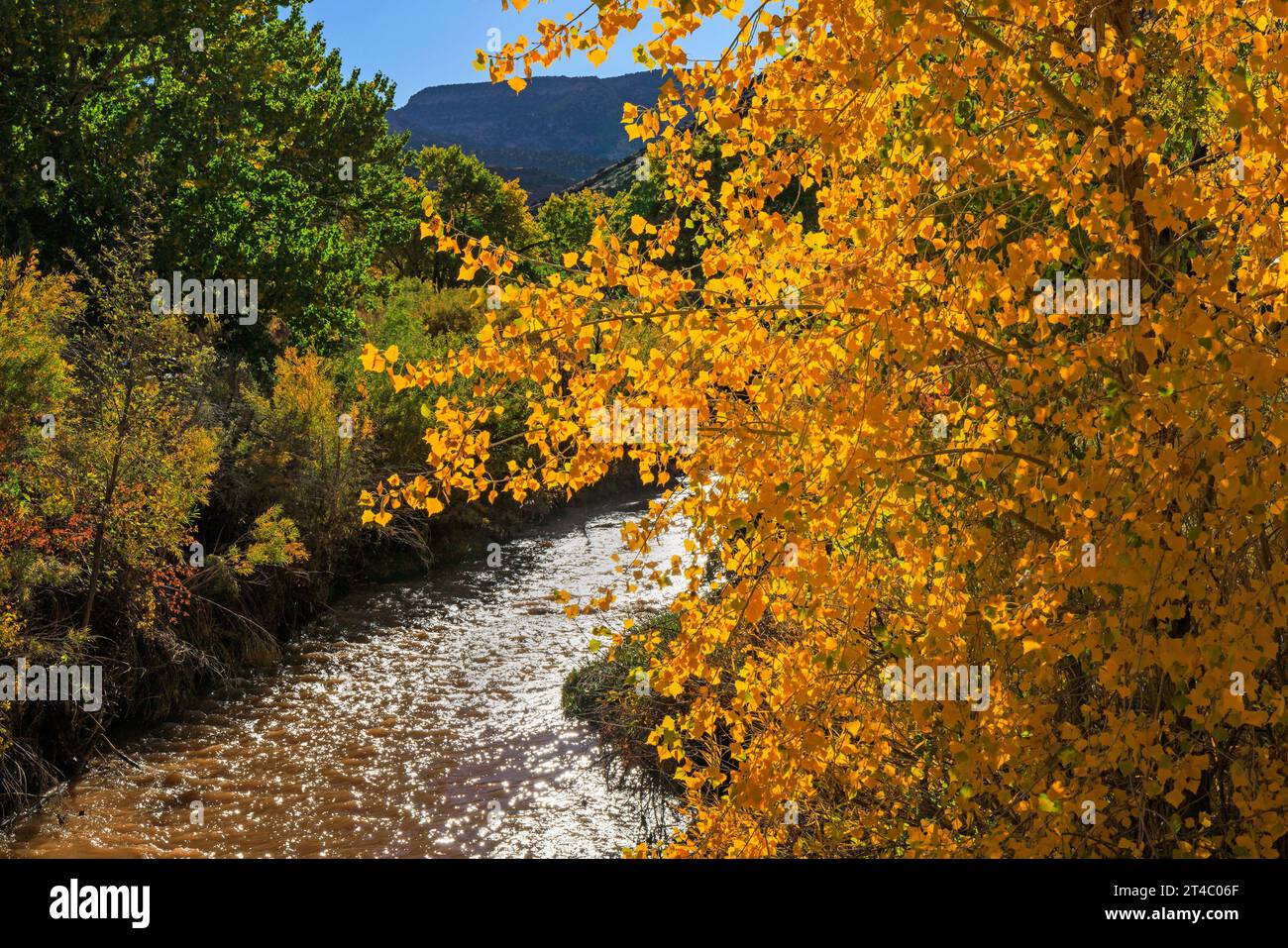 Dies ist ein Blick auf die Herbstfarben entlang des Fremont River in der Gifford Homestead Gegend des Capitol Reef National Park, Wayne County, Utah, USA. Stockfoto