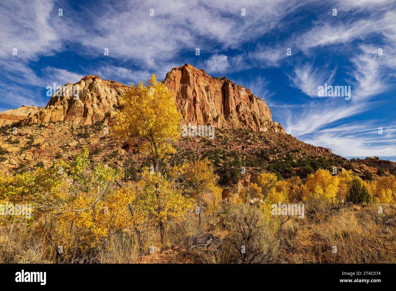 Die roten Felsen und die Herbstfarben auf den Bäumen im Pleasant Creek Gebiet des Capitol Reef National Park, Torrey, Wayne County, Utah, USA. Stockfoto