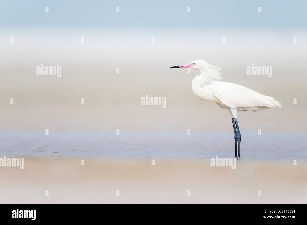 Seltene Weißer Morph Rötliche Egret Bedrohte Arten Stockfoto