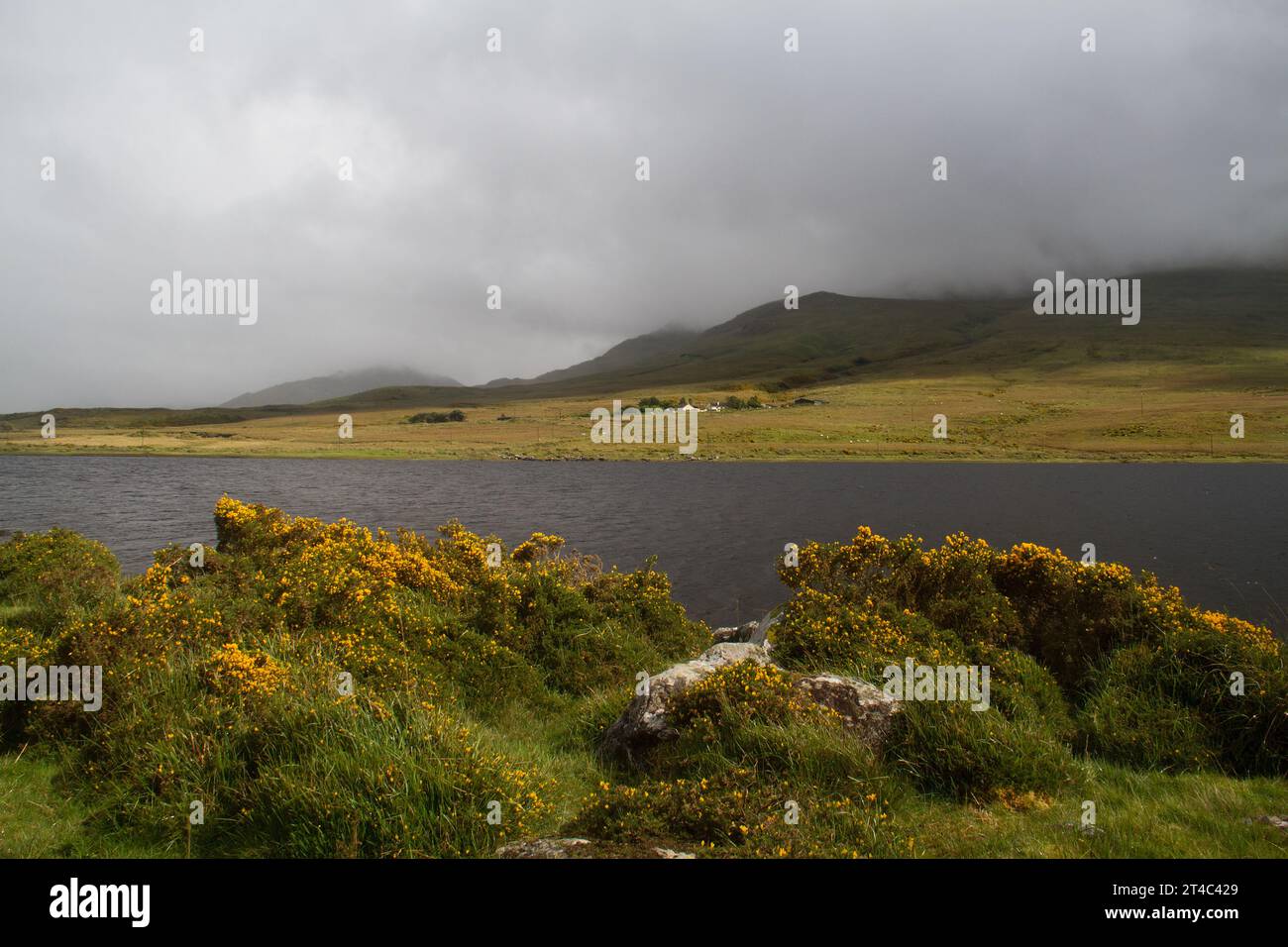Gelb blühender Besen am Ufer eines Sees in Irland, der an einem bewölkten Tag mit wechselhaftem Wetter wunderschön in der Sonne leuchtet Stockfoto