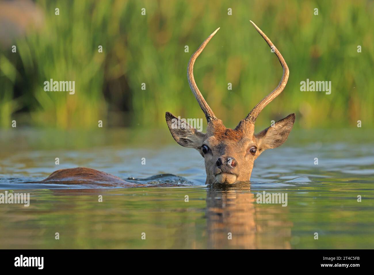 Rotwild im Wasser LONDON LUSTIGE TIERBILDER zeigen einen Rotwild, der zwei Ufer im Bushy Park im Süden Londons überquert. Der Rotwild ist Brit Stockfoto